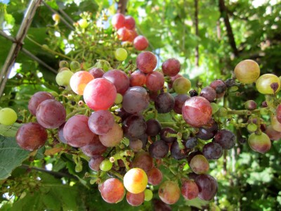 Grapes, fruit